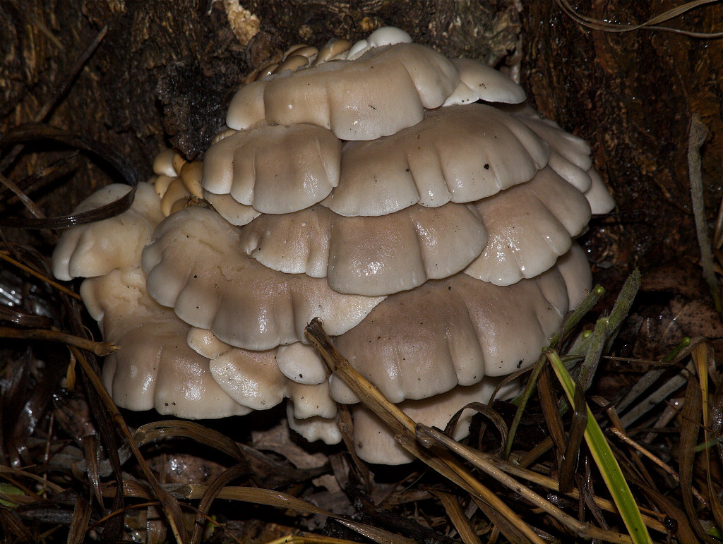 Oyster_mushrooms_X6176793_06-17-2018-001