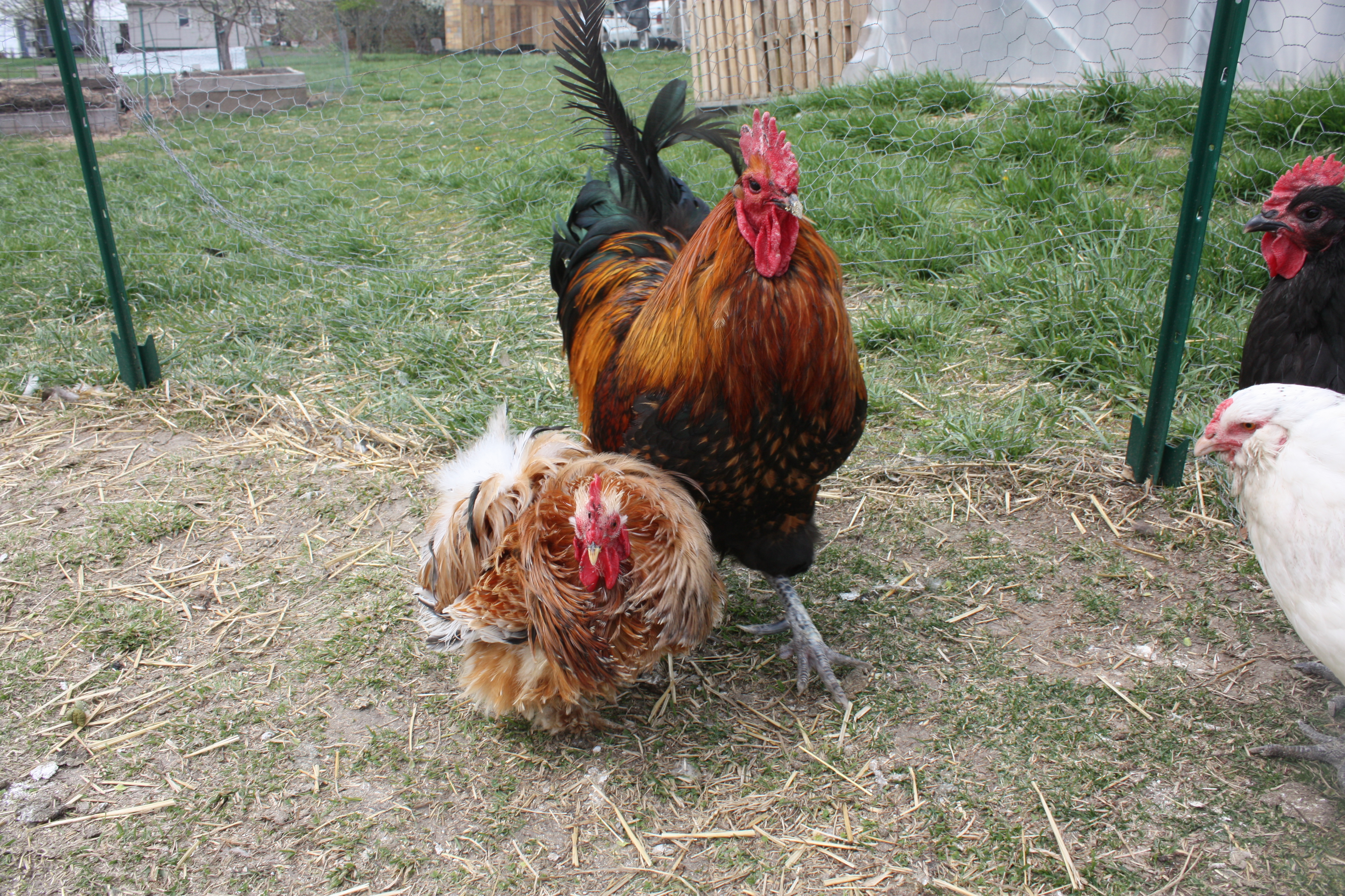 Oz and Commander 042014