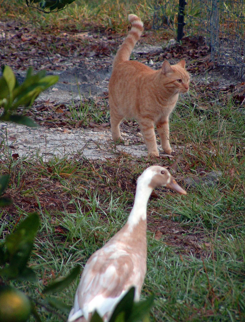 P Ducky checking out our cat Whiskers.
