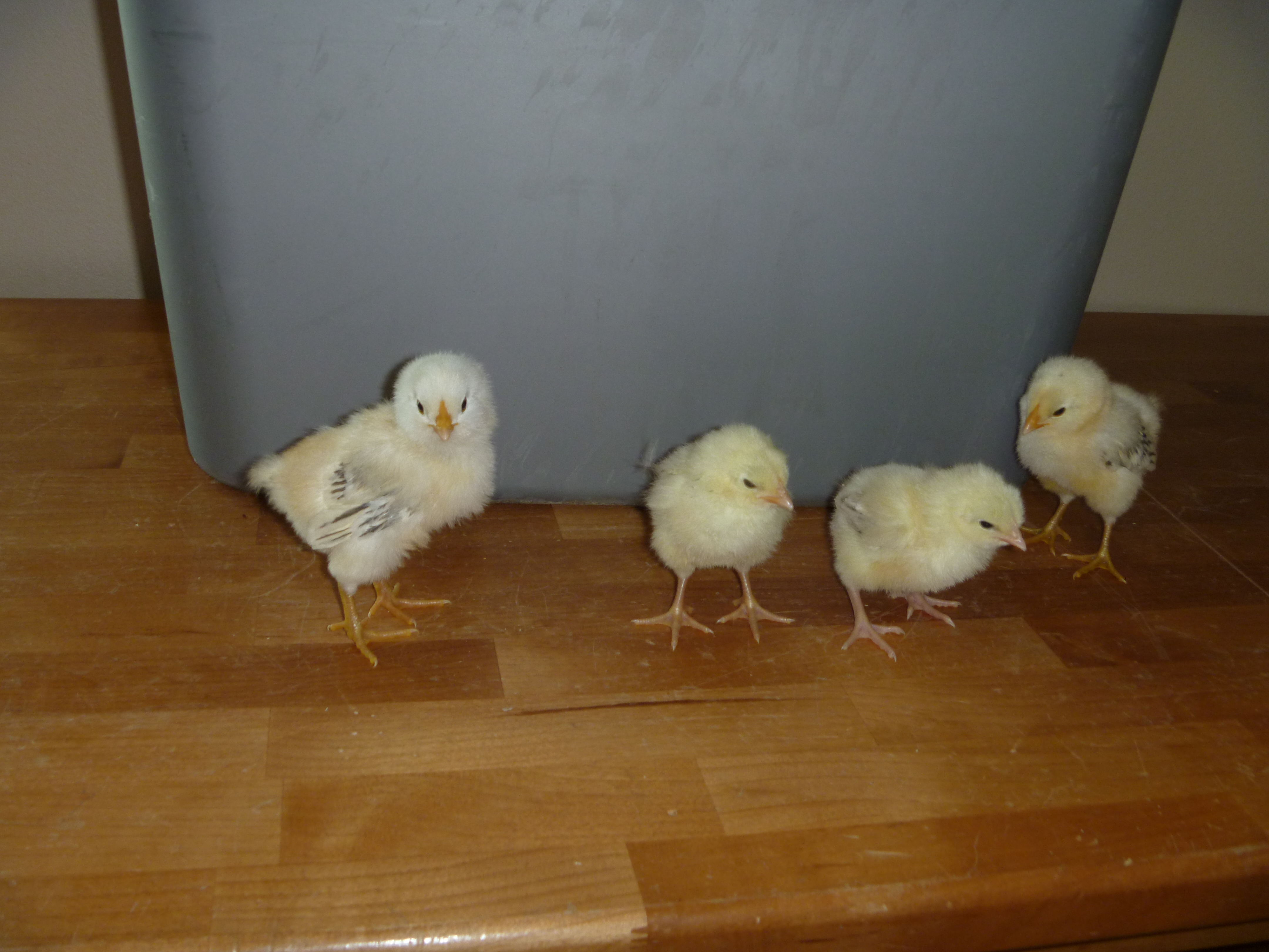P1000916.JPG

Ameraucana and Delaware chicks