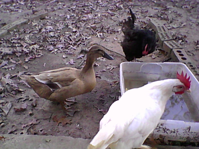 Pablo and two hens at the tub where she bathes.