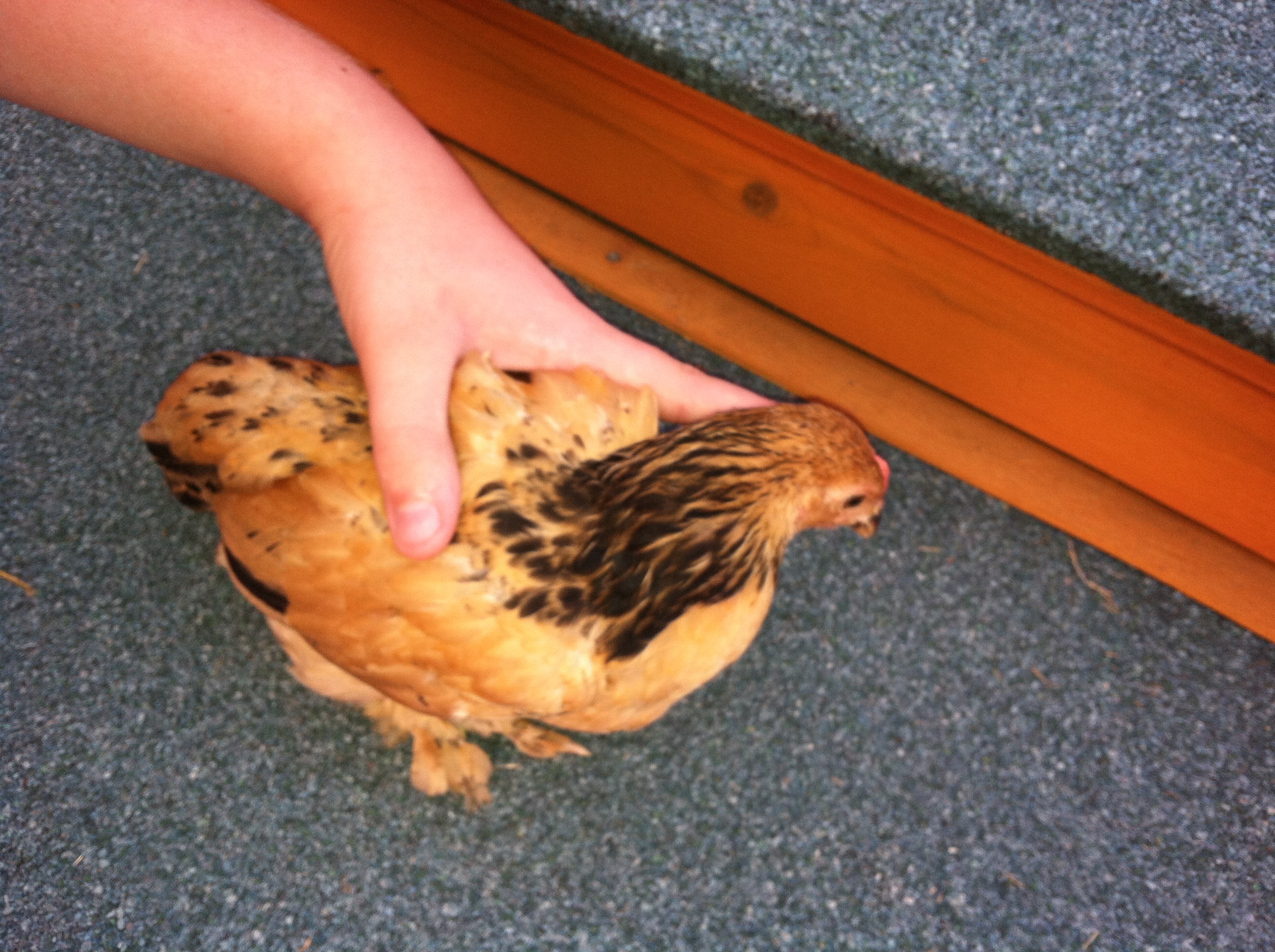 Pacey- Rooster