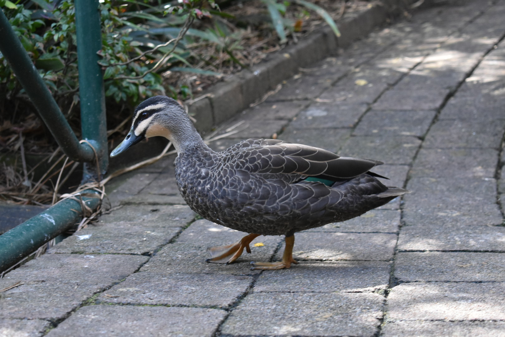 Pacific Black Duck