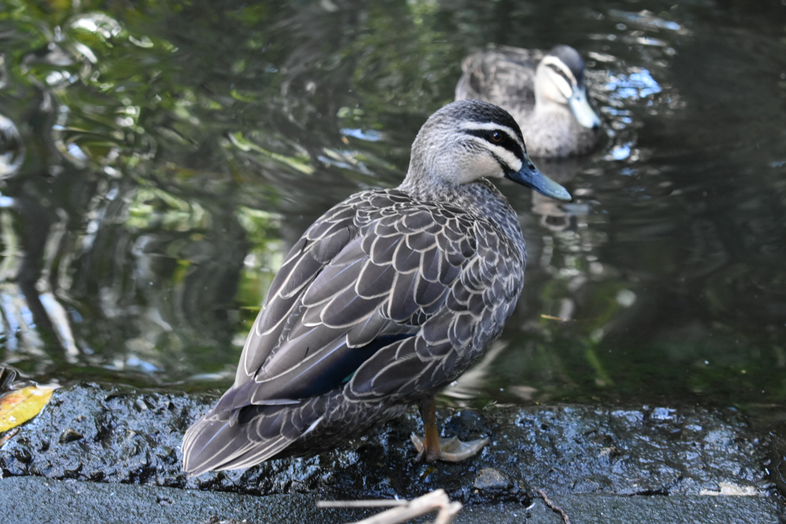 Pacific Black Ducks BackYard Chickens Learn How to Raise Chickens