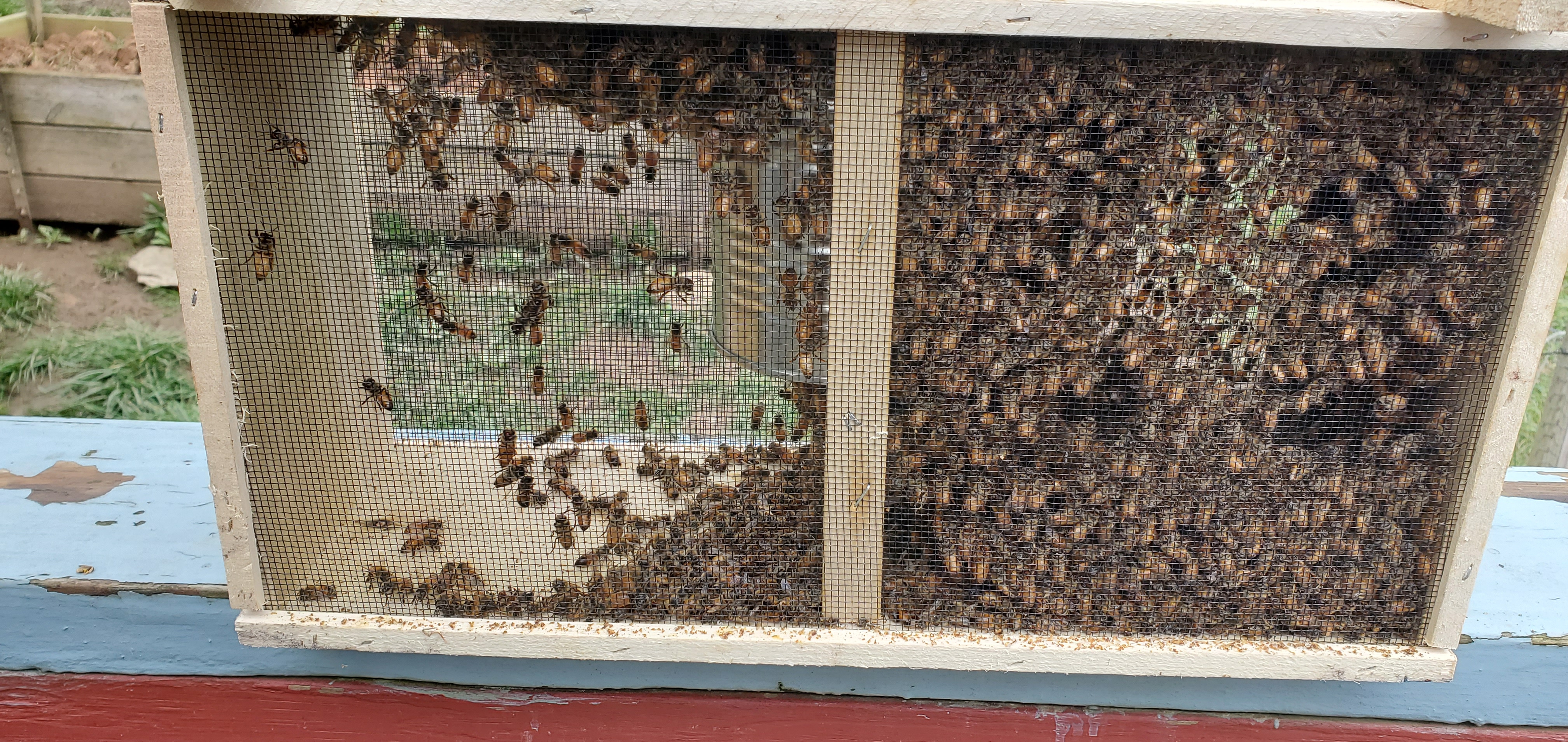 Packaged bees have arrived