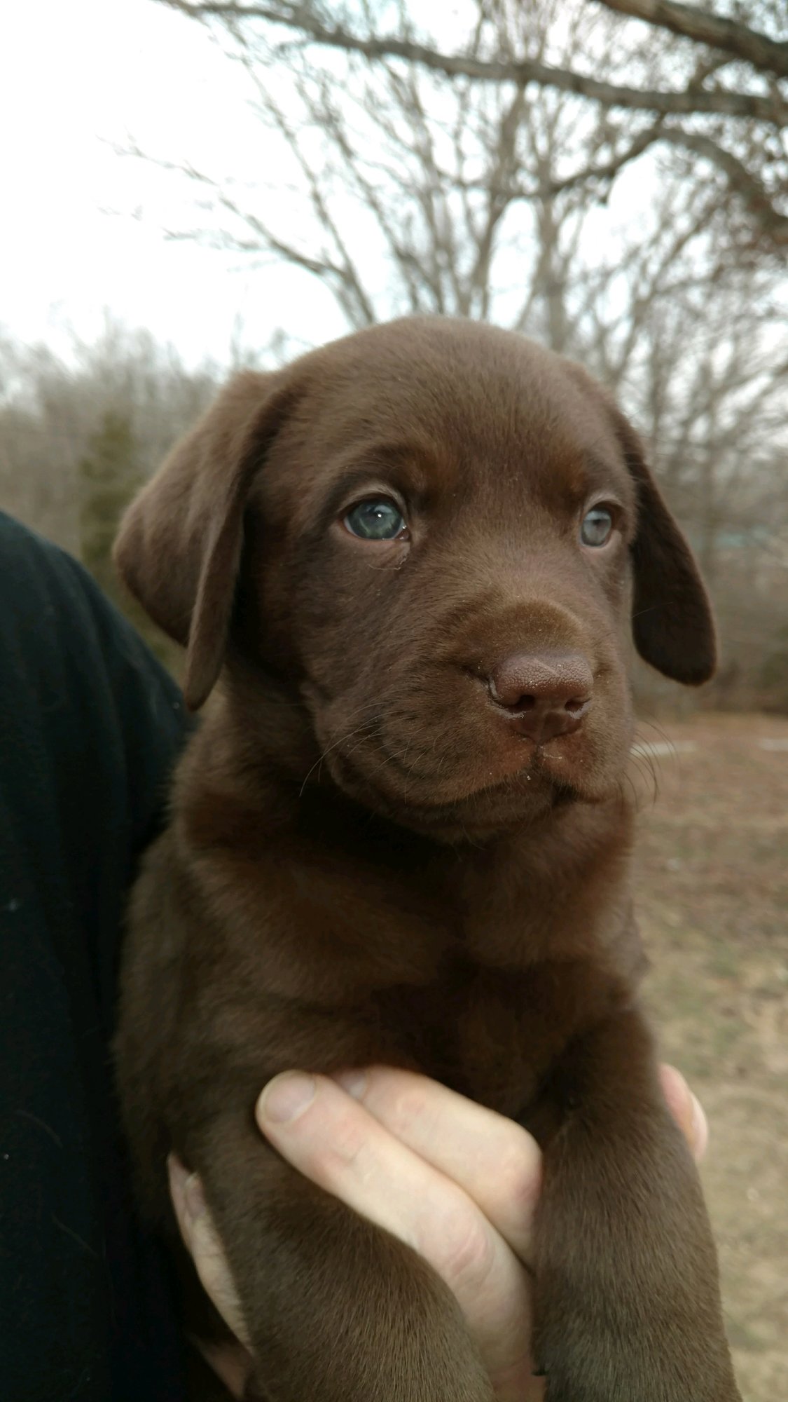 Packer the chocolate lab