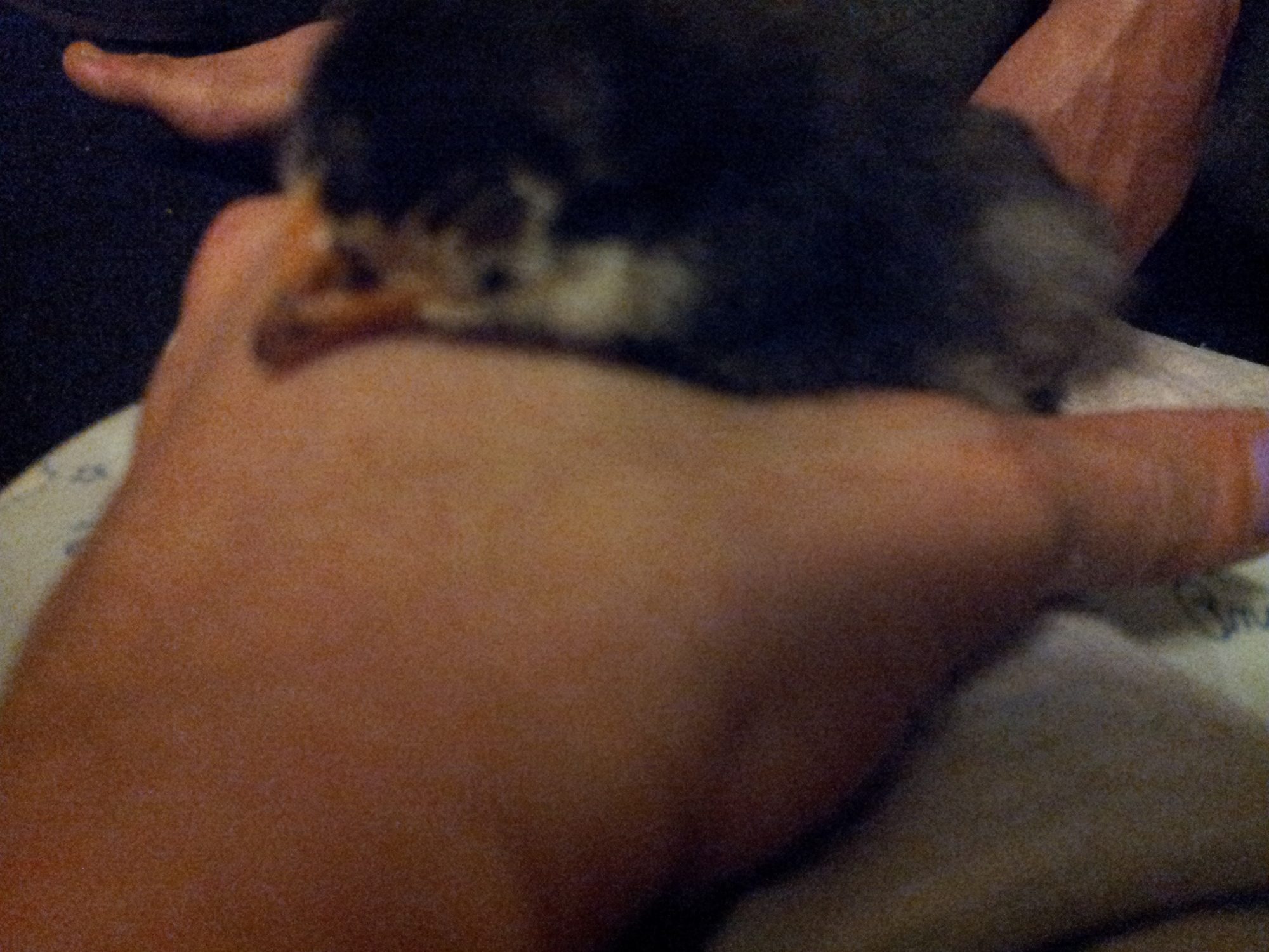 Paige.... she cuddled up in my hand and went back to sleep after I moved her from laying in my lap 10 days old