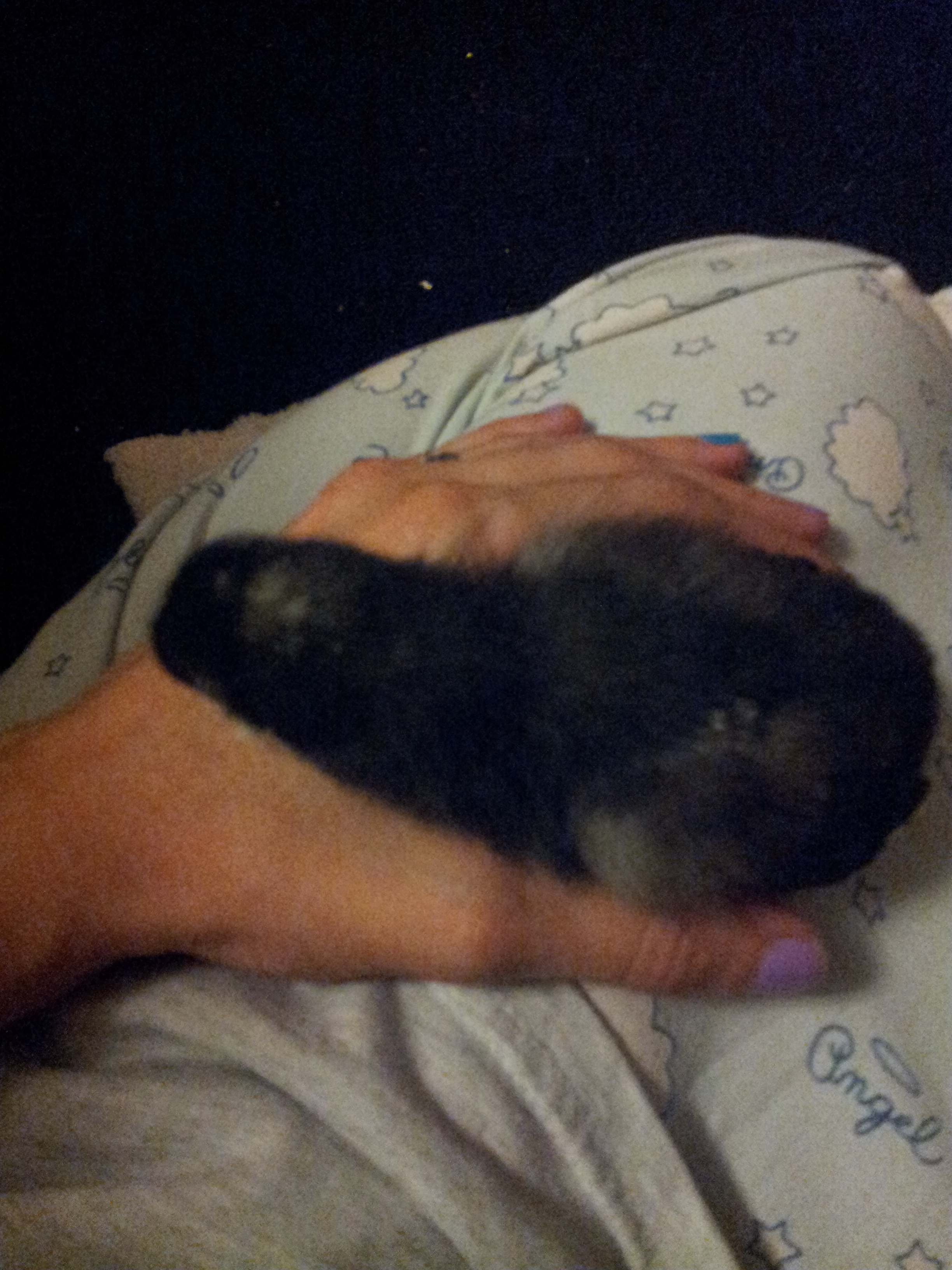 Paige.... she cuddled up in my hand and went back to sleep after I moved her from laying in my lap 10 days old