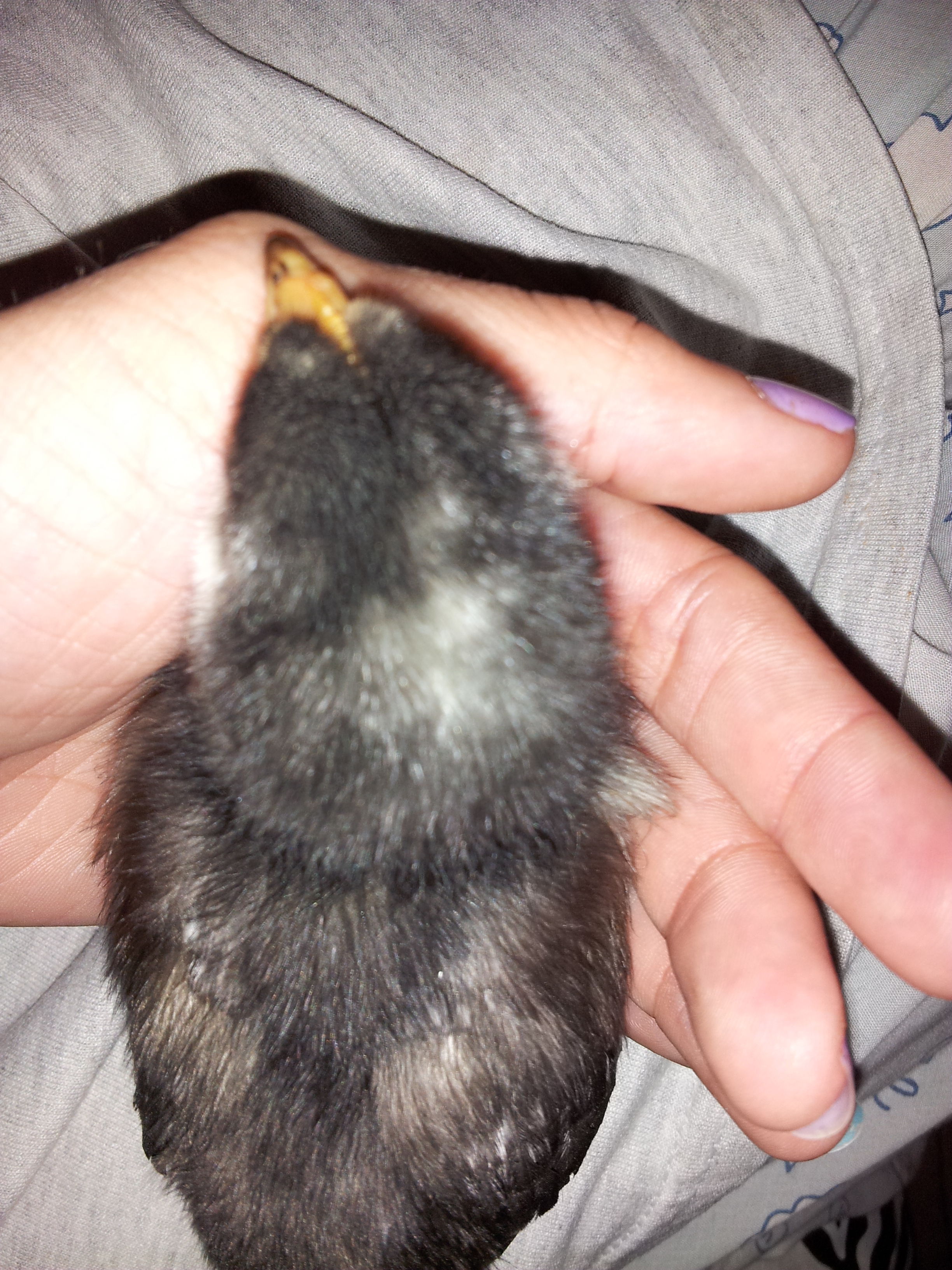 Paige.... she cuddled up in my hand and went back to sleep after I moved her from laying in my lap.  10 days old