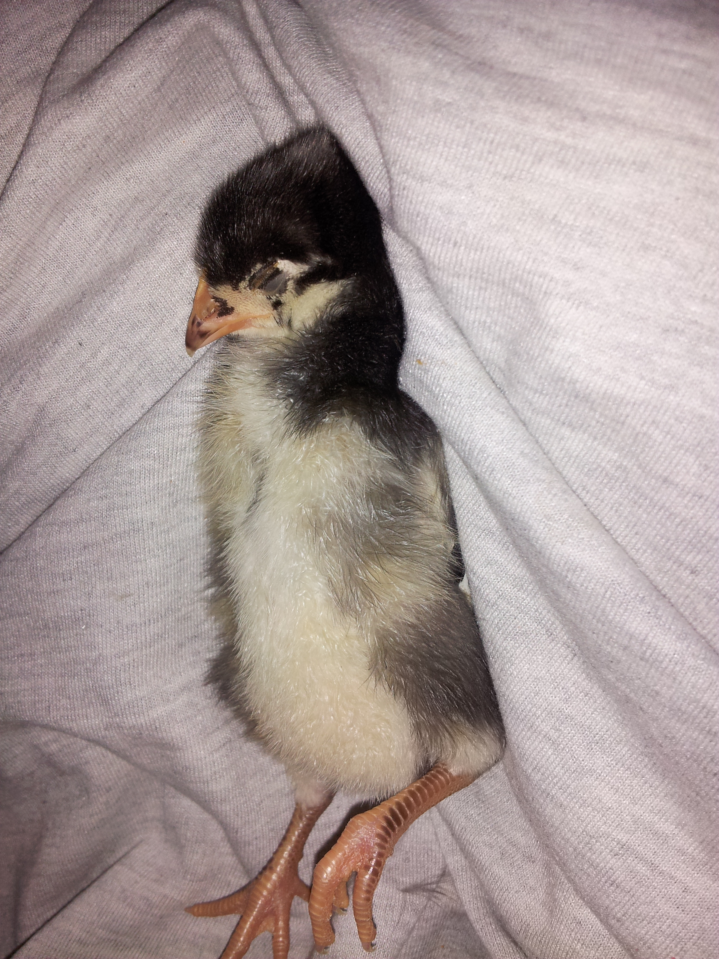 Paige sleeping in my lap <3 10 days old