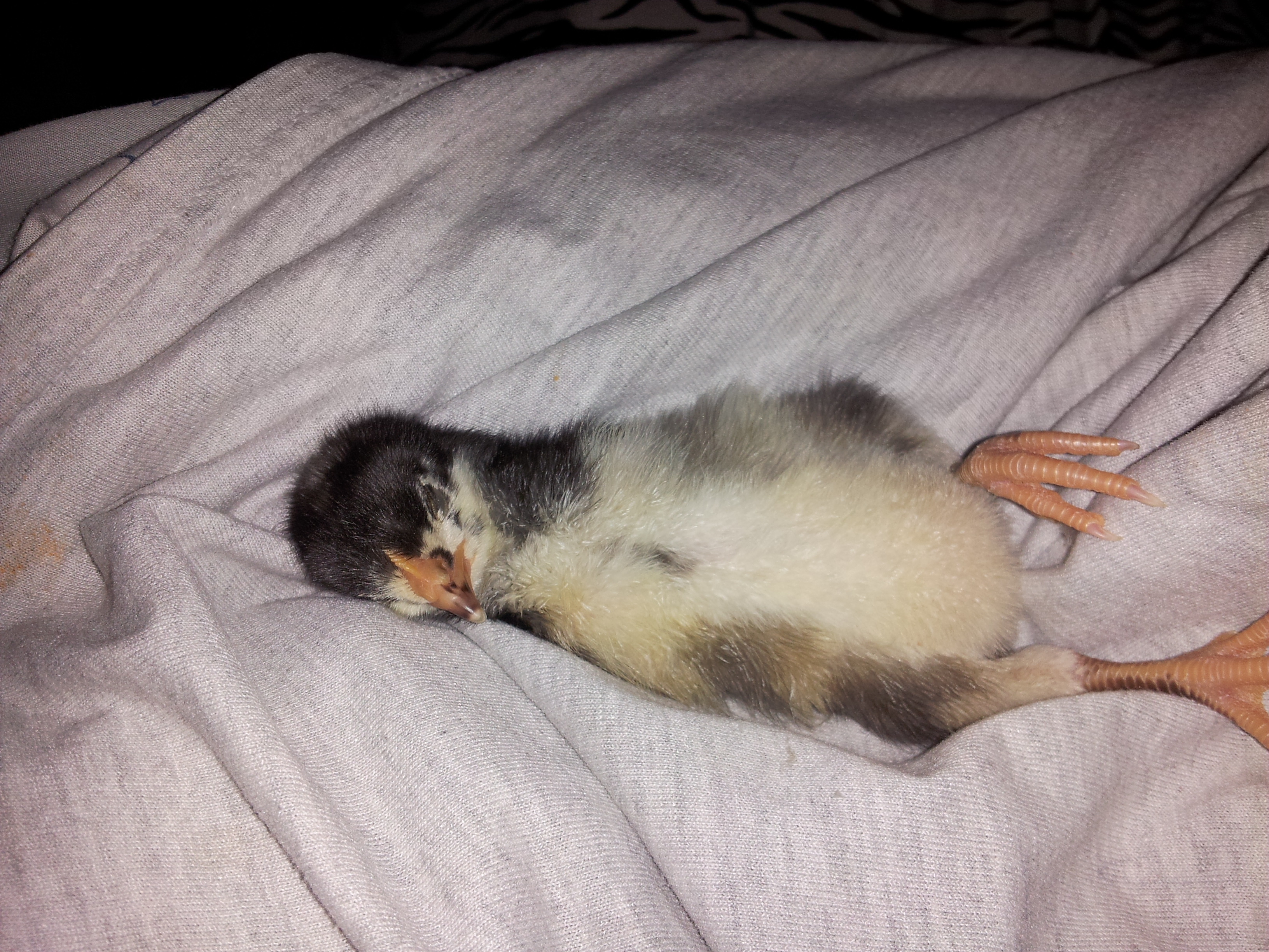 Paige sleeping in my lap <3 10 days old