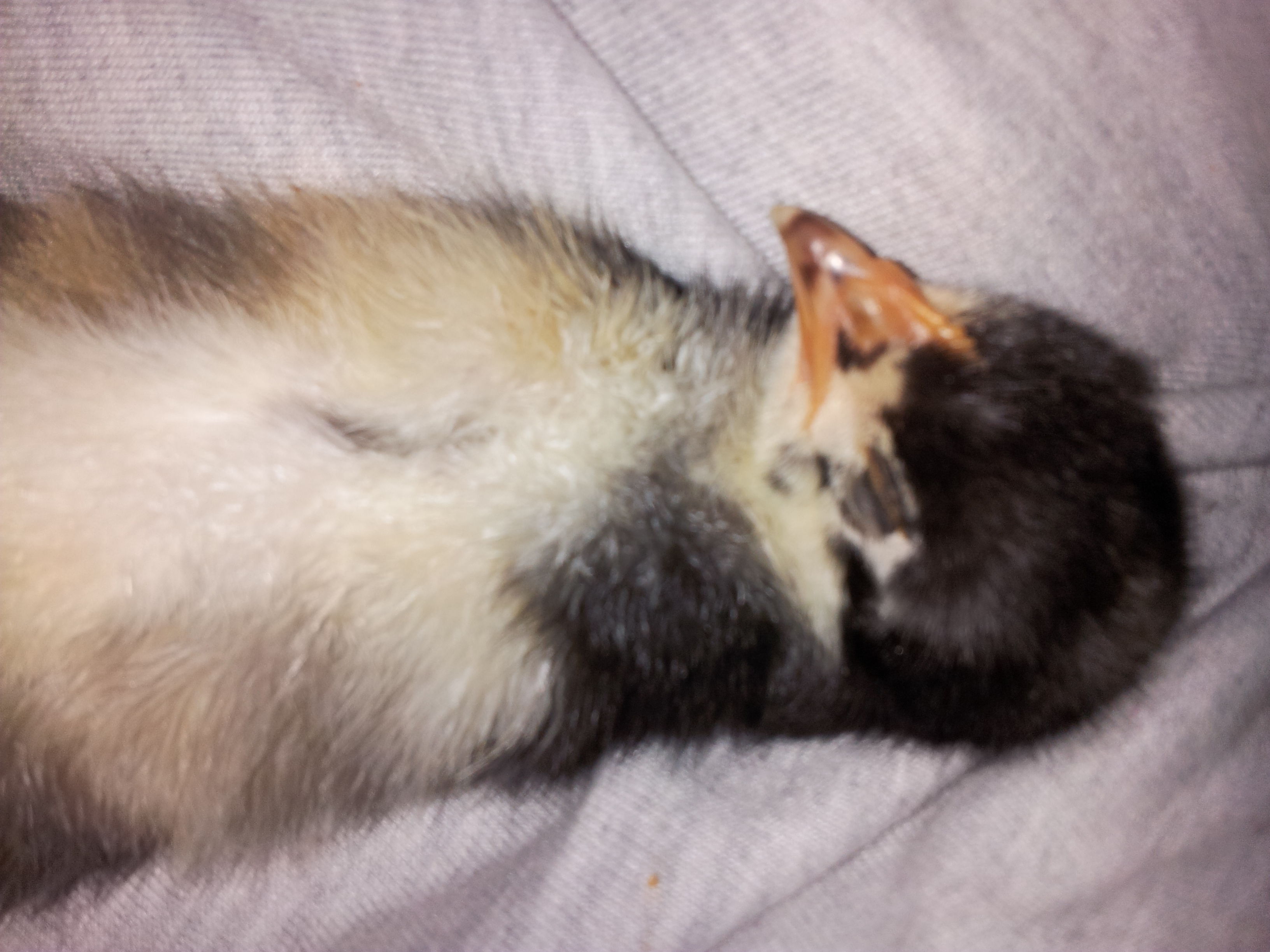Paige sleeping in my lap <3 10 days old