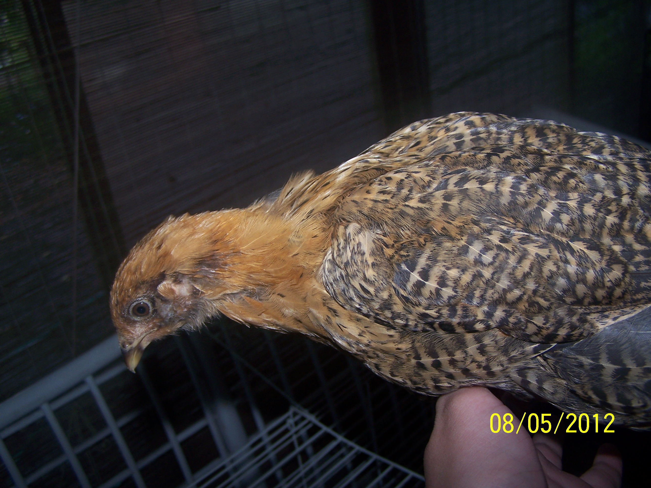 Paint brush at 4 weeks and one day old
