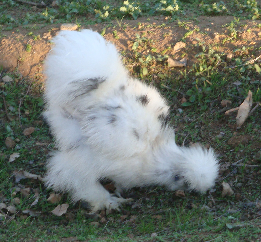 Paint cockerel at 15 weeks (I think it's Sherwin)