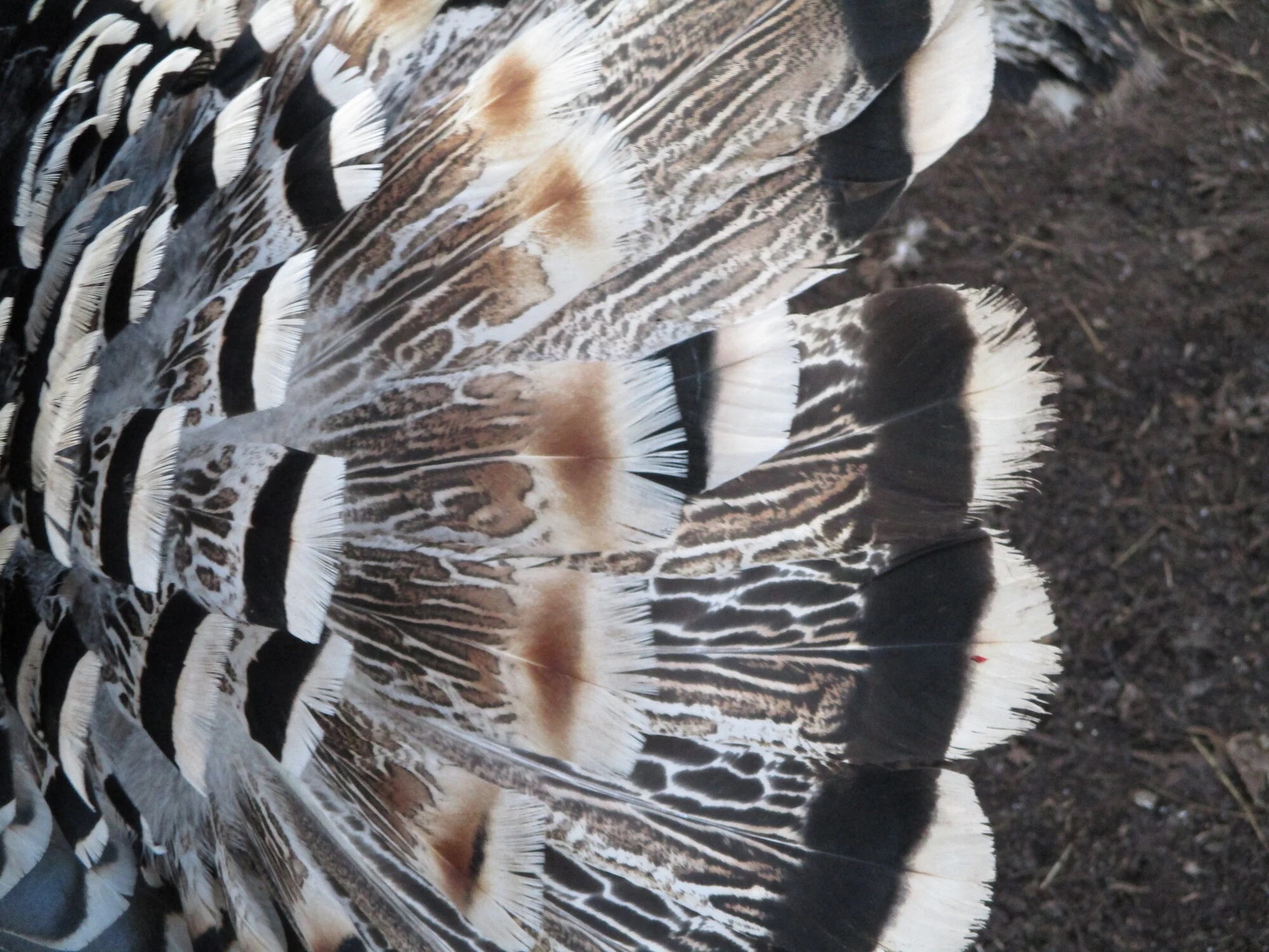 paint edgeIMG_0087.jpg