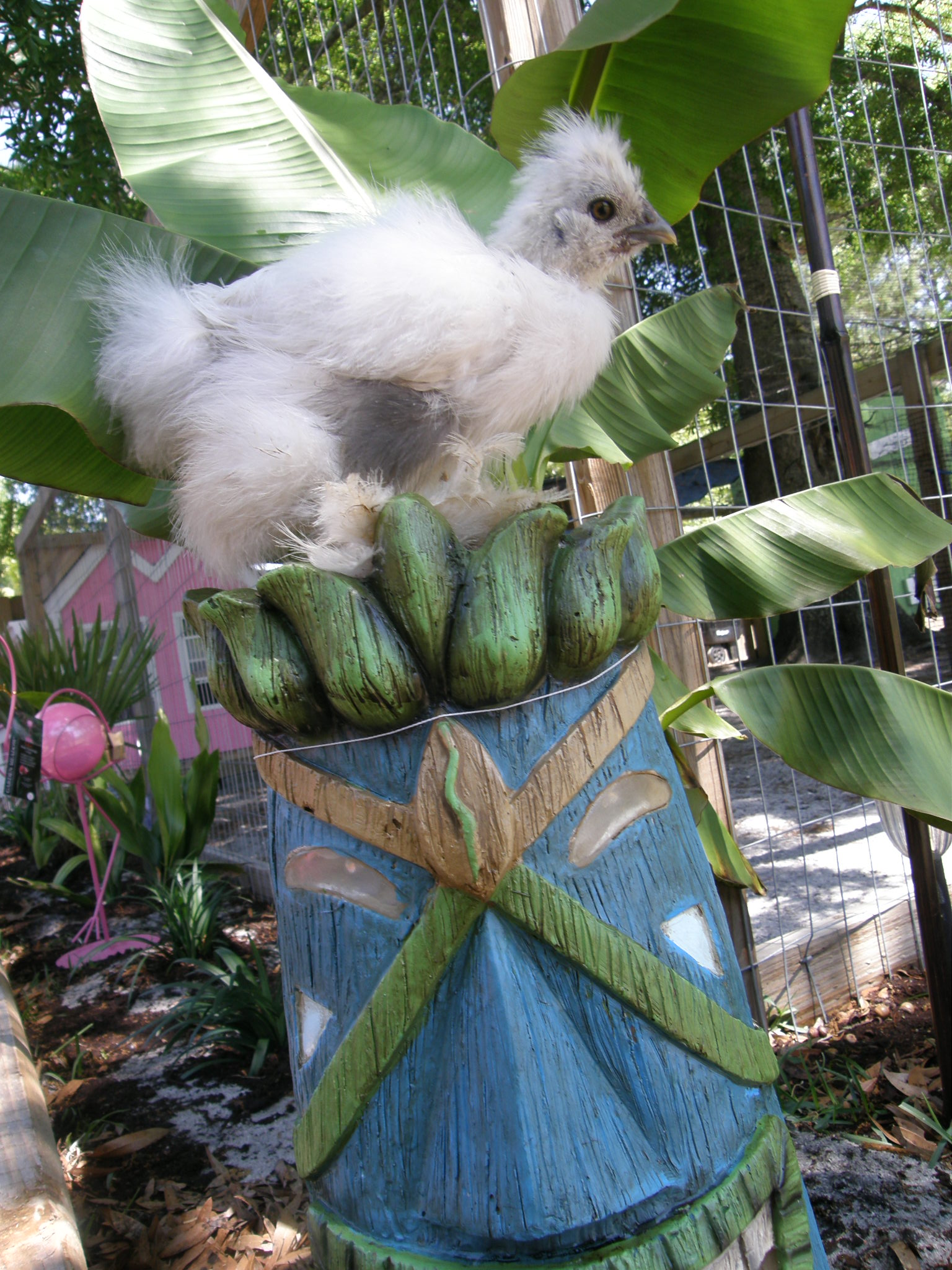 Paint silkie chick