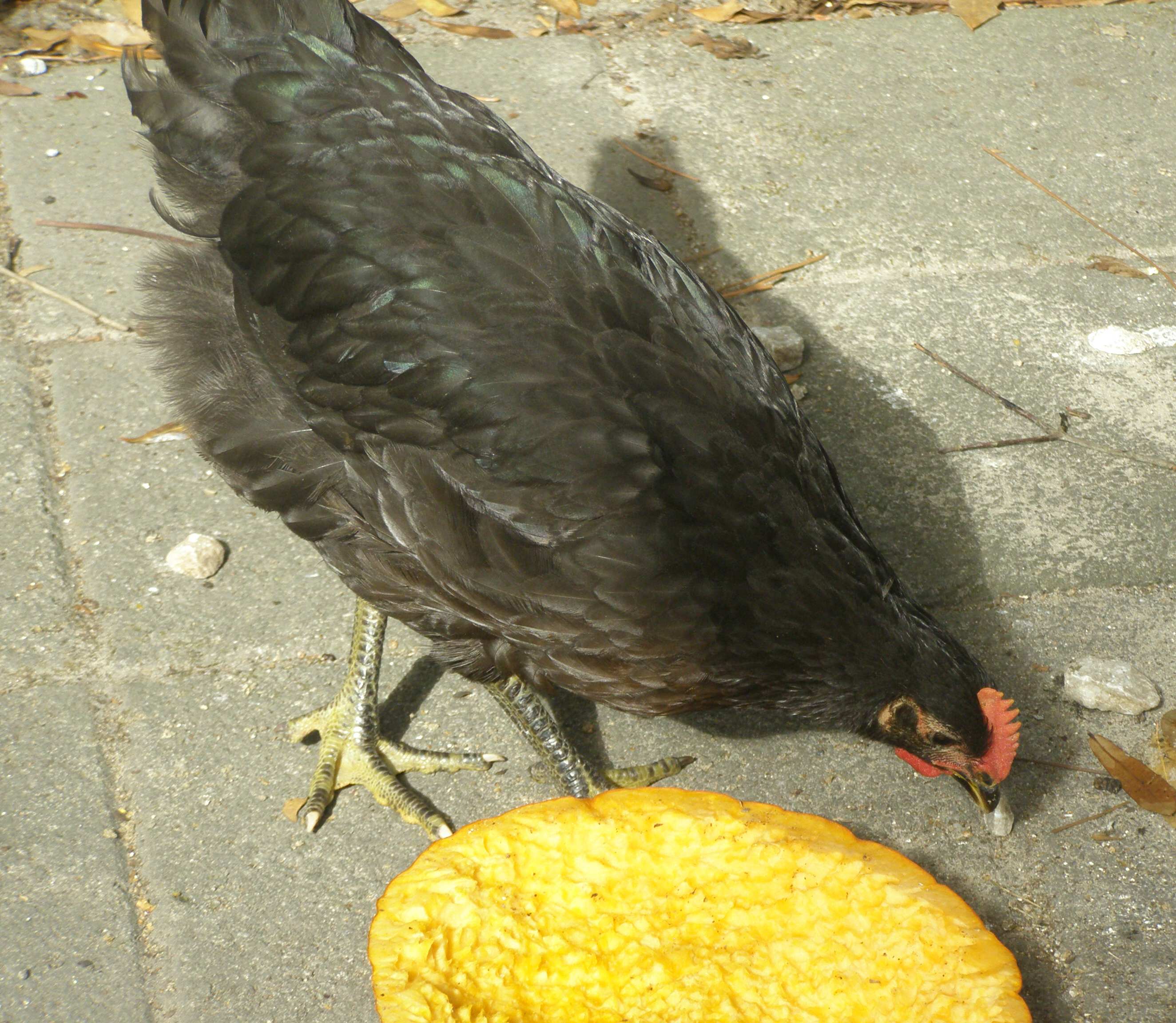 Paint Tool -SAI- JPEG Encoder v1.00