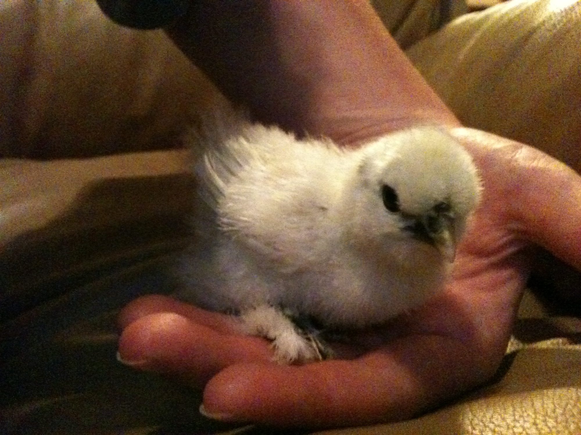 Painted Silkie Chick *about 2 weeks old (my favorite)