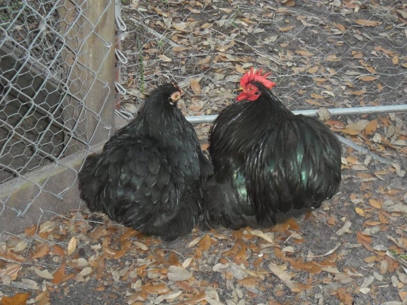 Pair 2, from James Cooper.