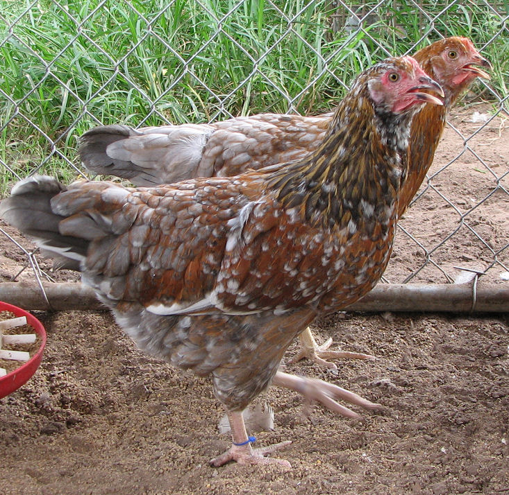 pair of 4 mo old pullets