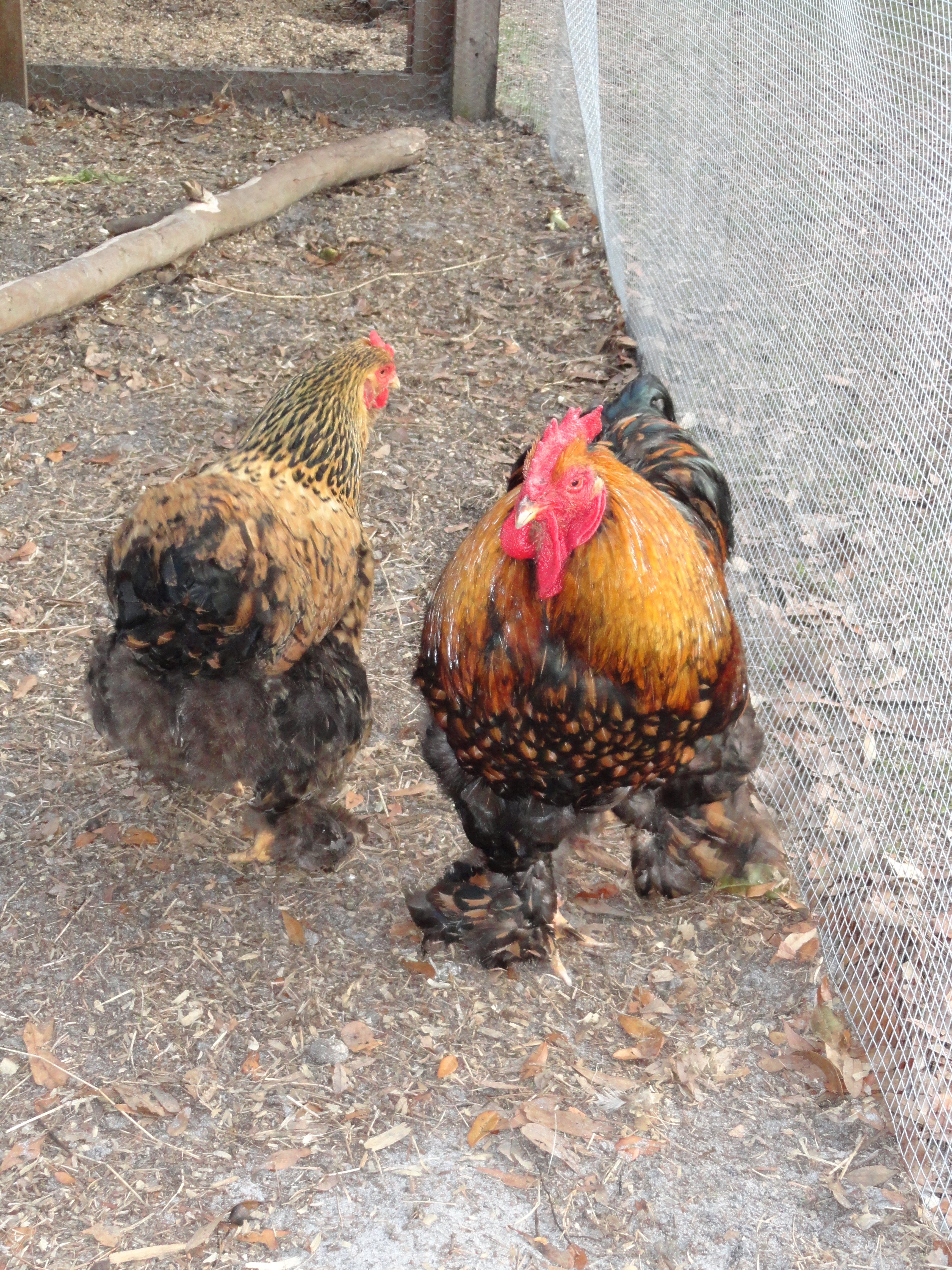 pair of GLC