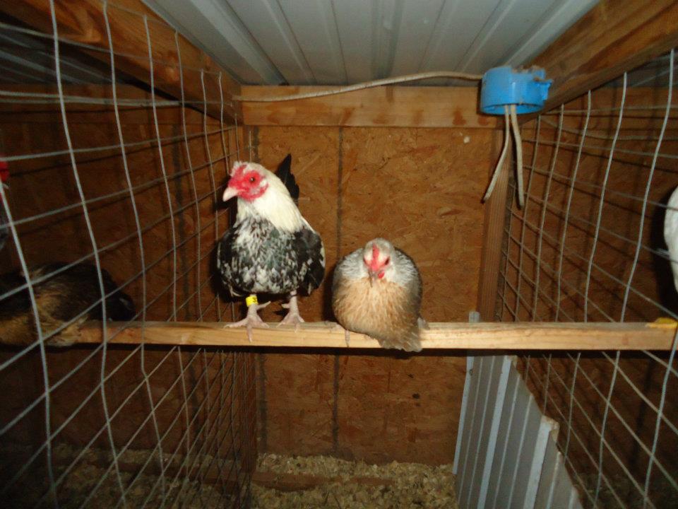 Pair of OEGB Silver Duckwings