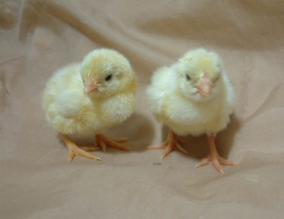 Pair of Shamo chicks, days after