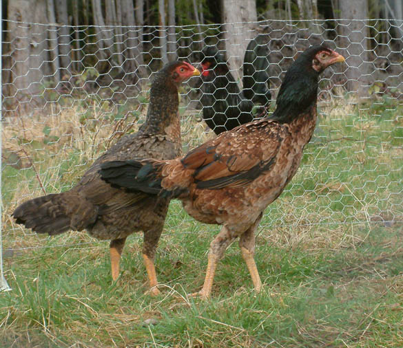 Pair of Shamo pullets; day of arrival. Up front, right, is a melanized Wheaten I nickname "dark" for now, the behind girl is a barred coloration very similar to Crele but probably a barred patterned Wheaten.