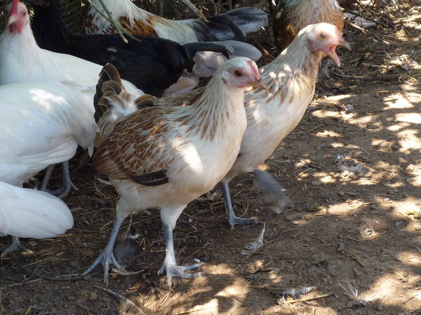 Pair of Silver Duckwing x Wheaten pullets
