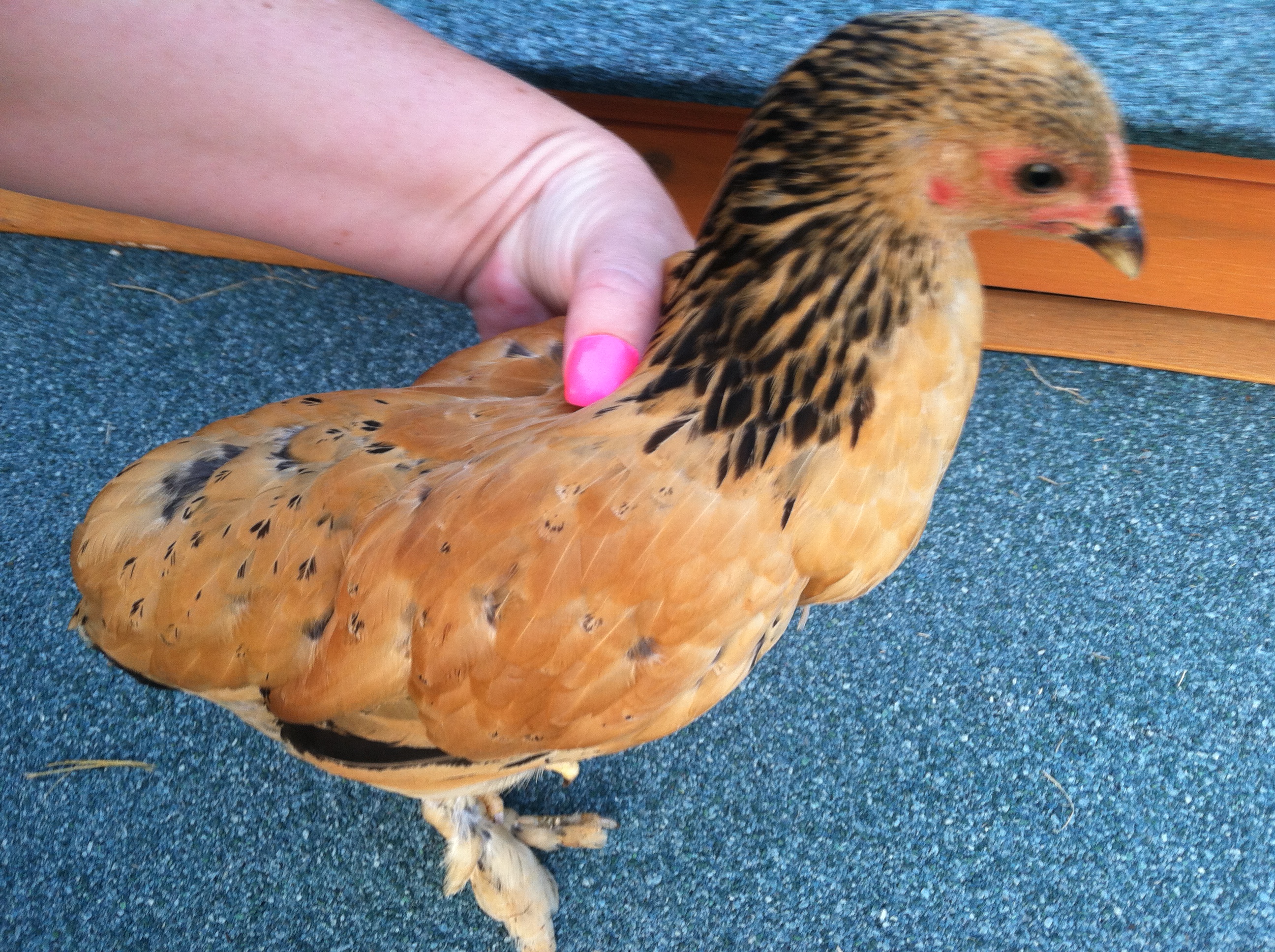 Paisley- Hen