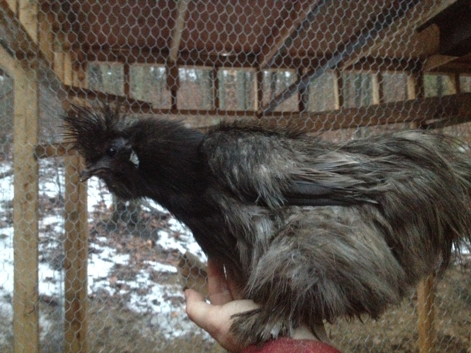 Pallio is a our littlest hen but the most independent, She faces off against all challengers: no matter how big or dominant. The other hens have learned to leave her be. When she was a pullet, she would determinedly sleep by herself in the shed every night. I would have to pick her up and carry her to the safety of the coop. She has finally resigned herself to community living, but perches up high in the run - away from the crowd - no matter what the climate is.