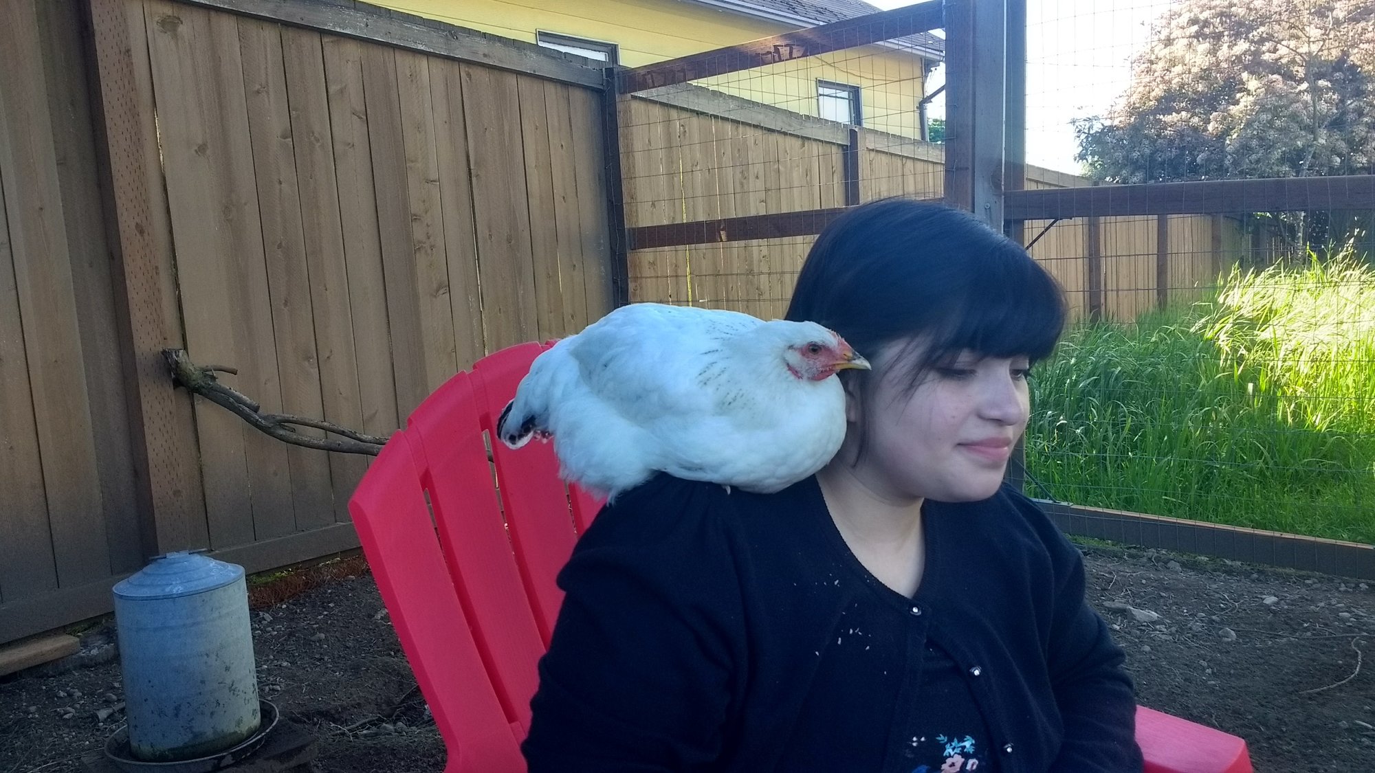 Pam the Wonder Chicken
