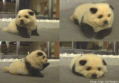Pan-dog!