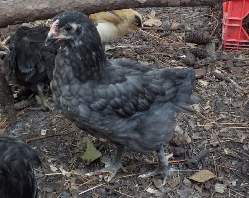 Pancake, EE roo, gorgeous blue/black