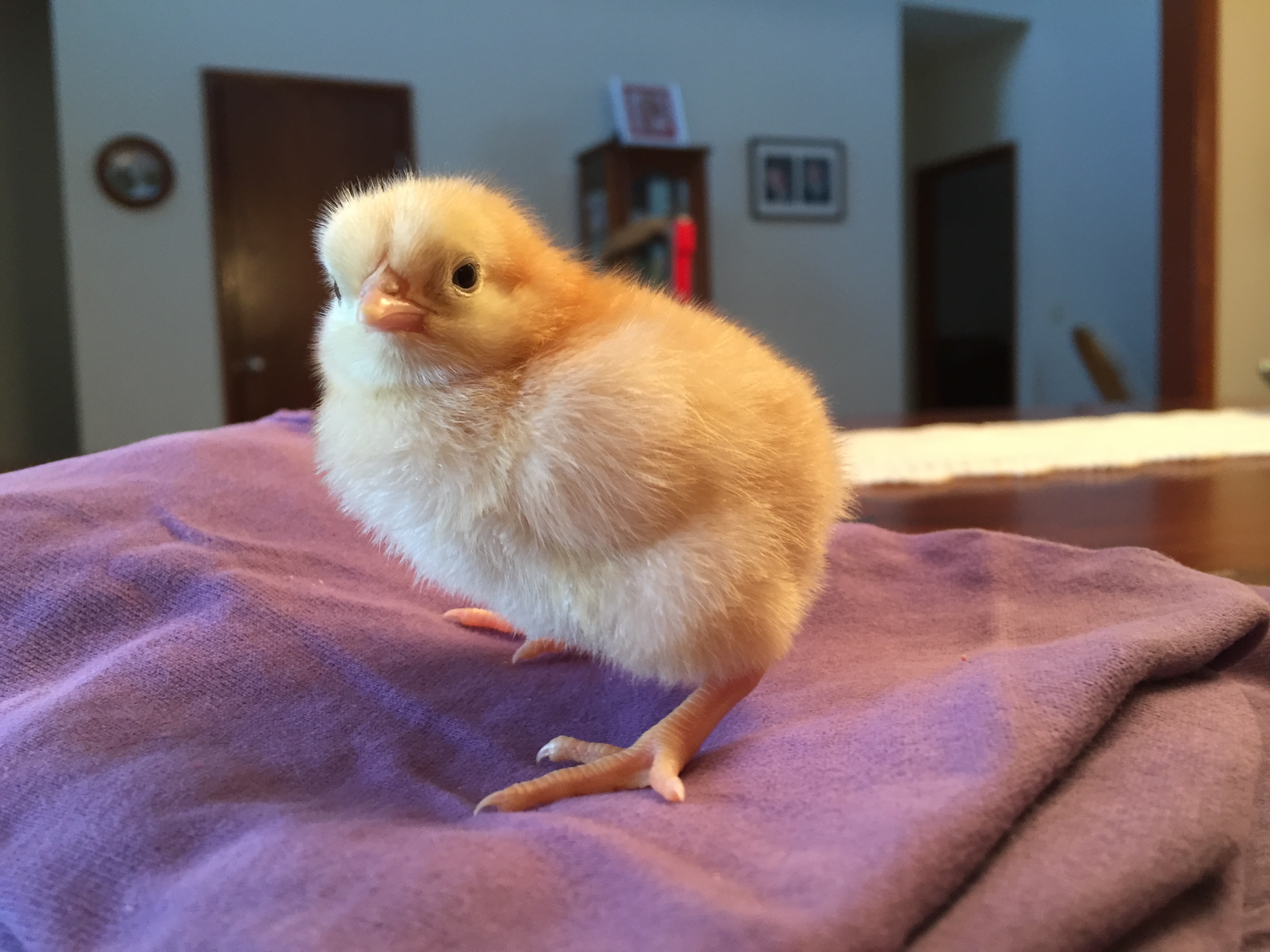 Pancake the buff orpington