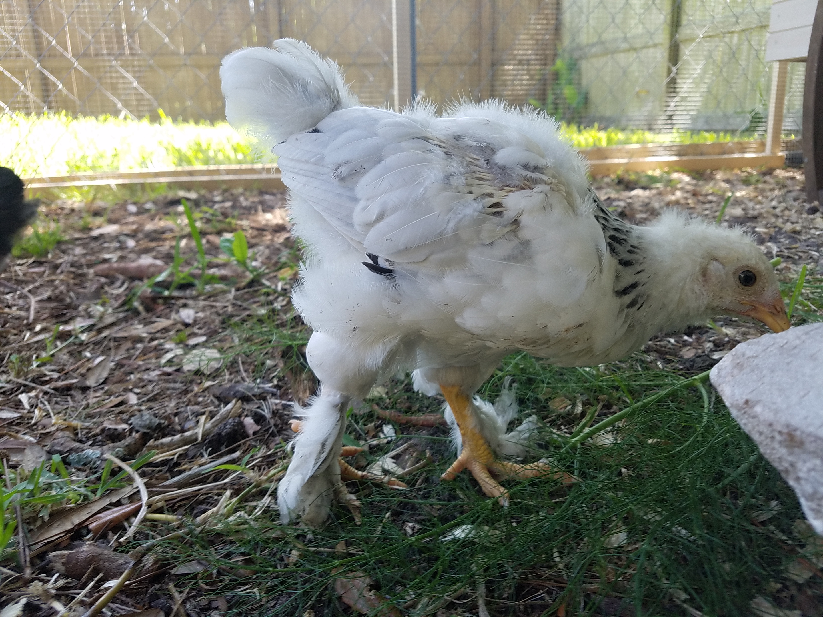 Panda - Light Brahma, oldest at 6 weeks old