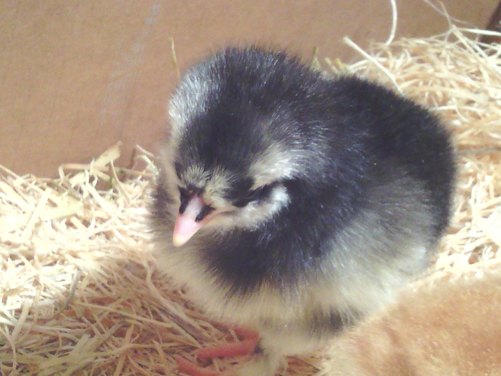 Pandora 2 days old