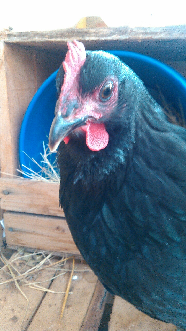 pansy about to lay