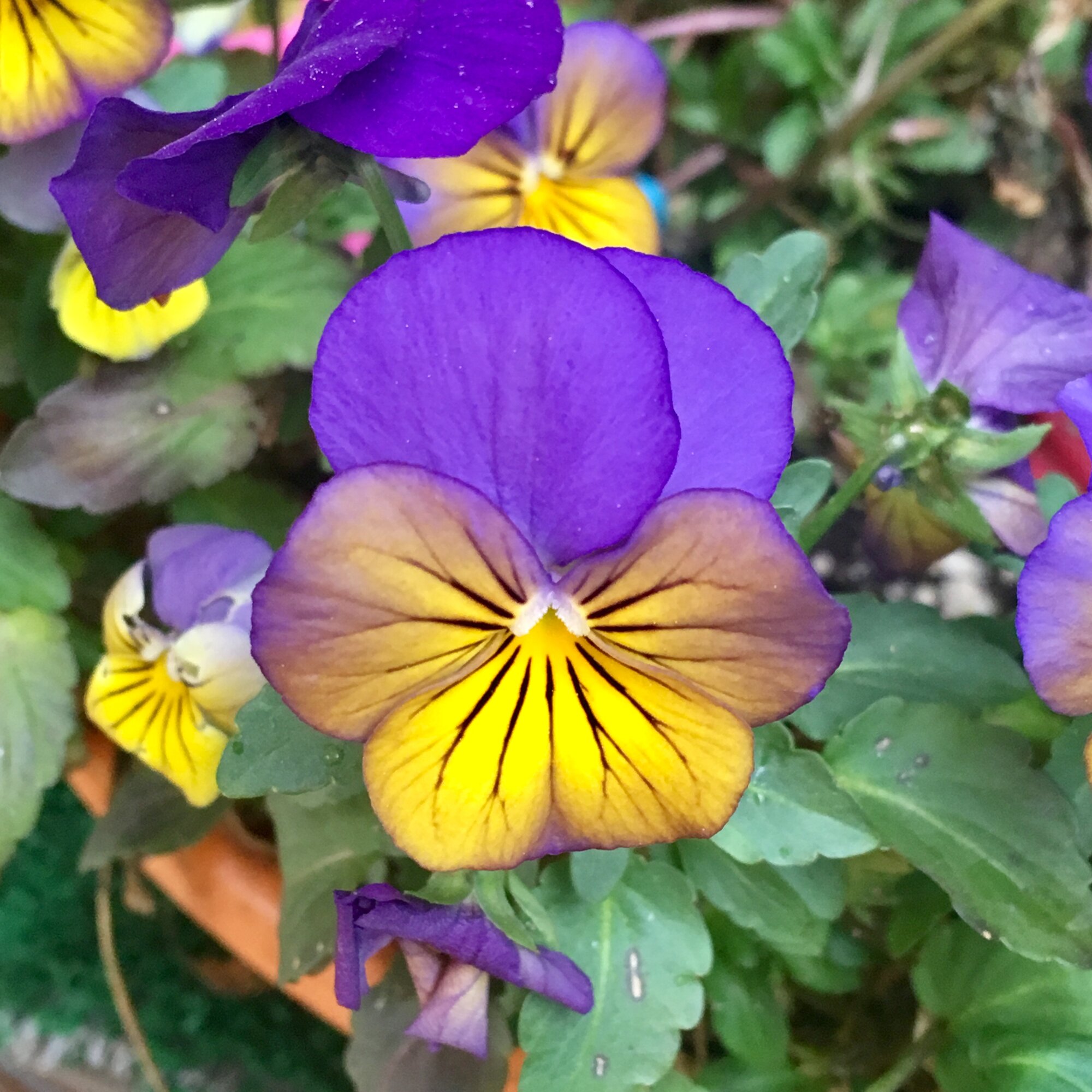Pansy