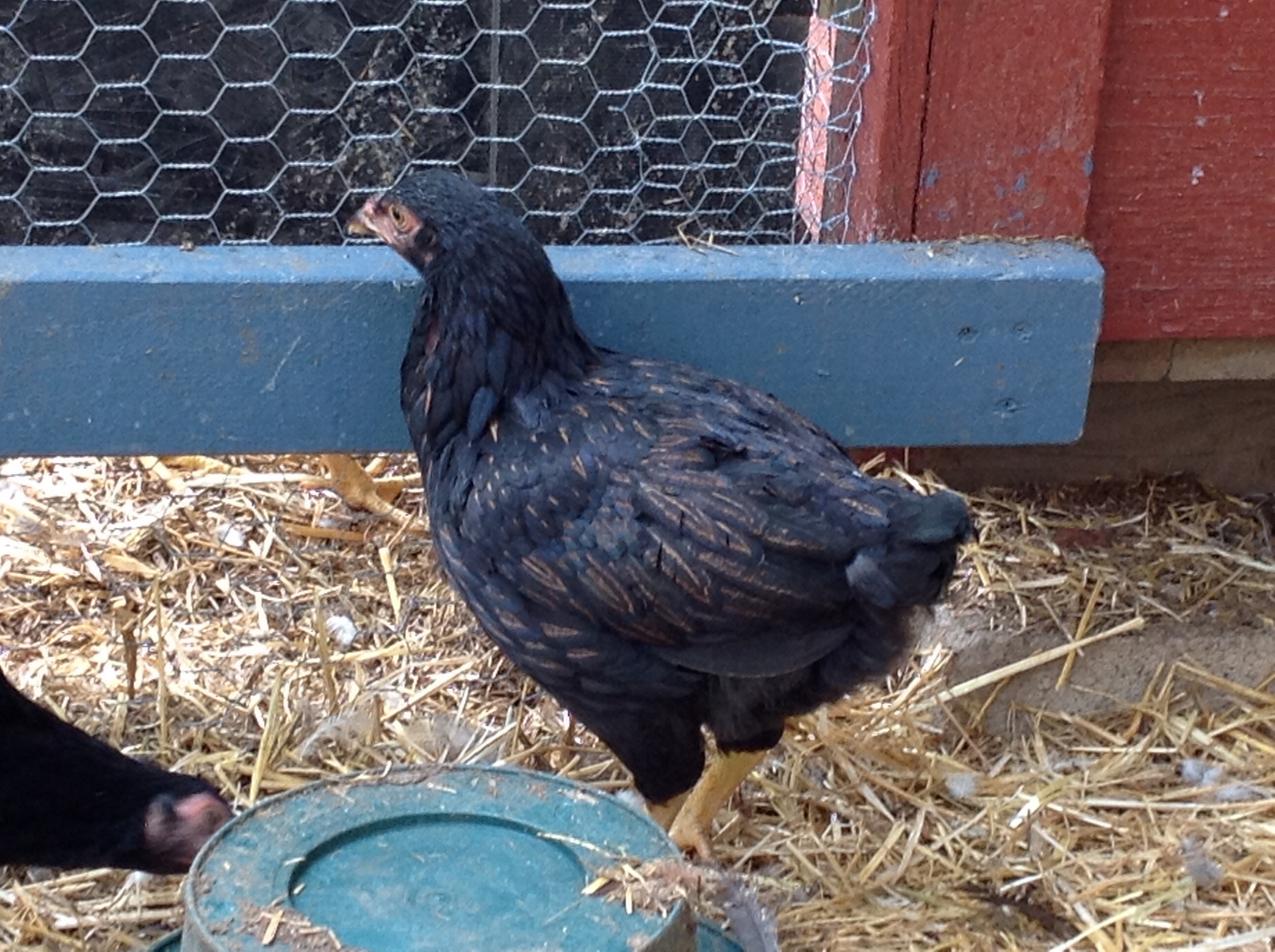 Pants, the runt of the whole flock.