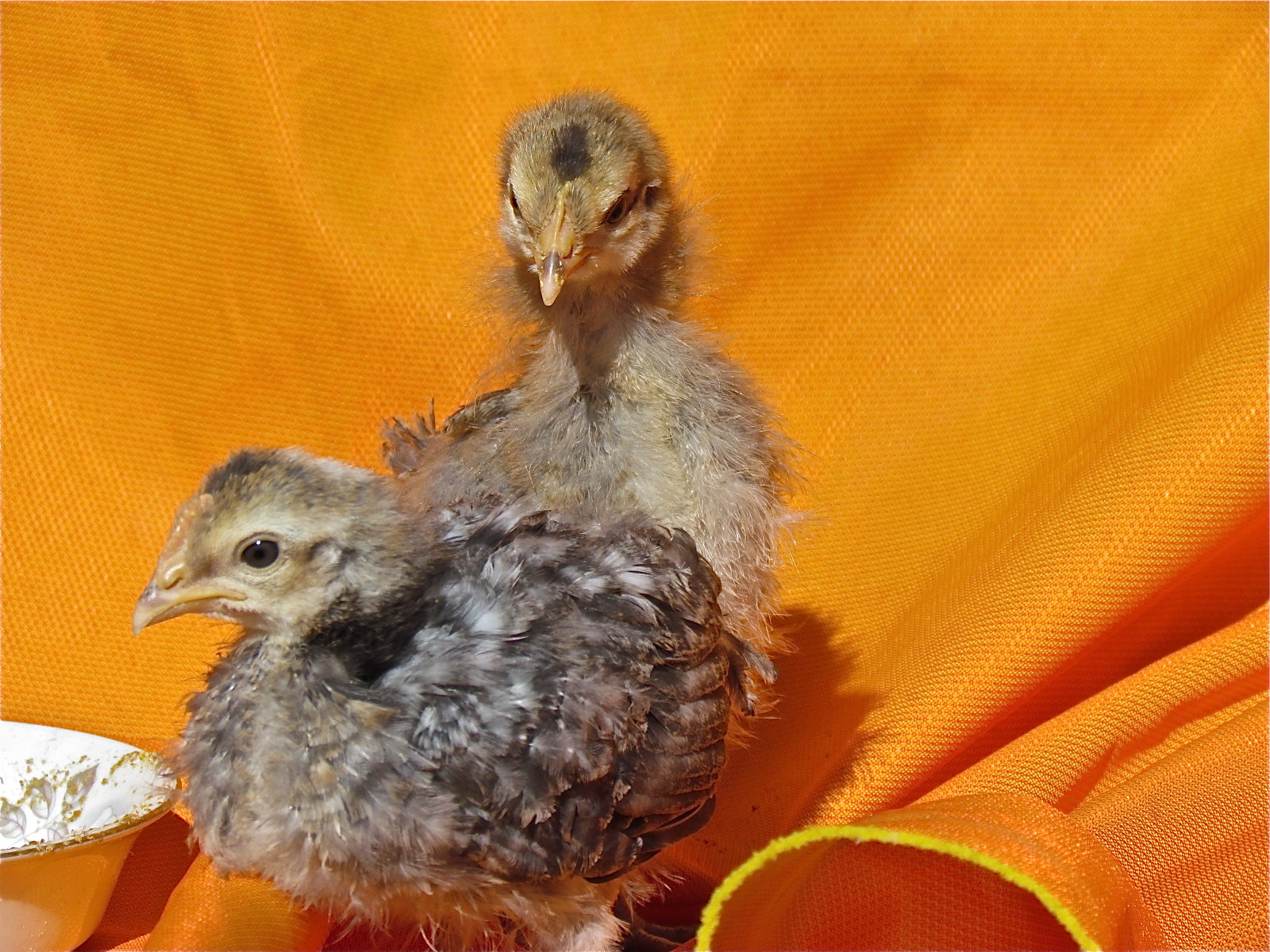 Papa and Mama Legbar