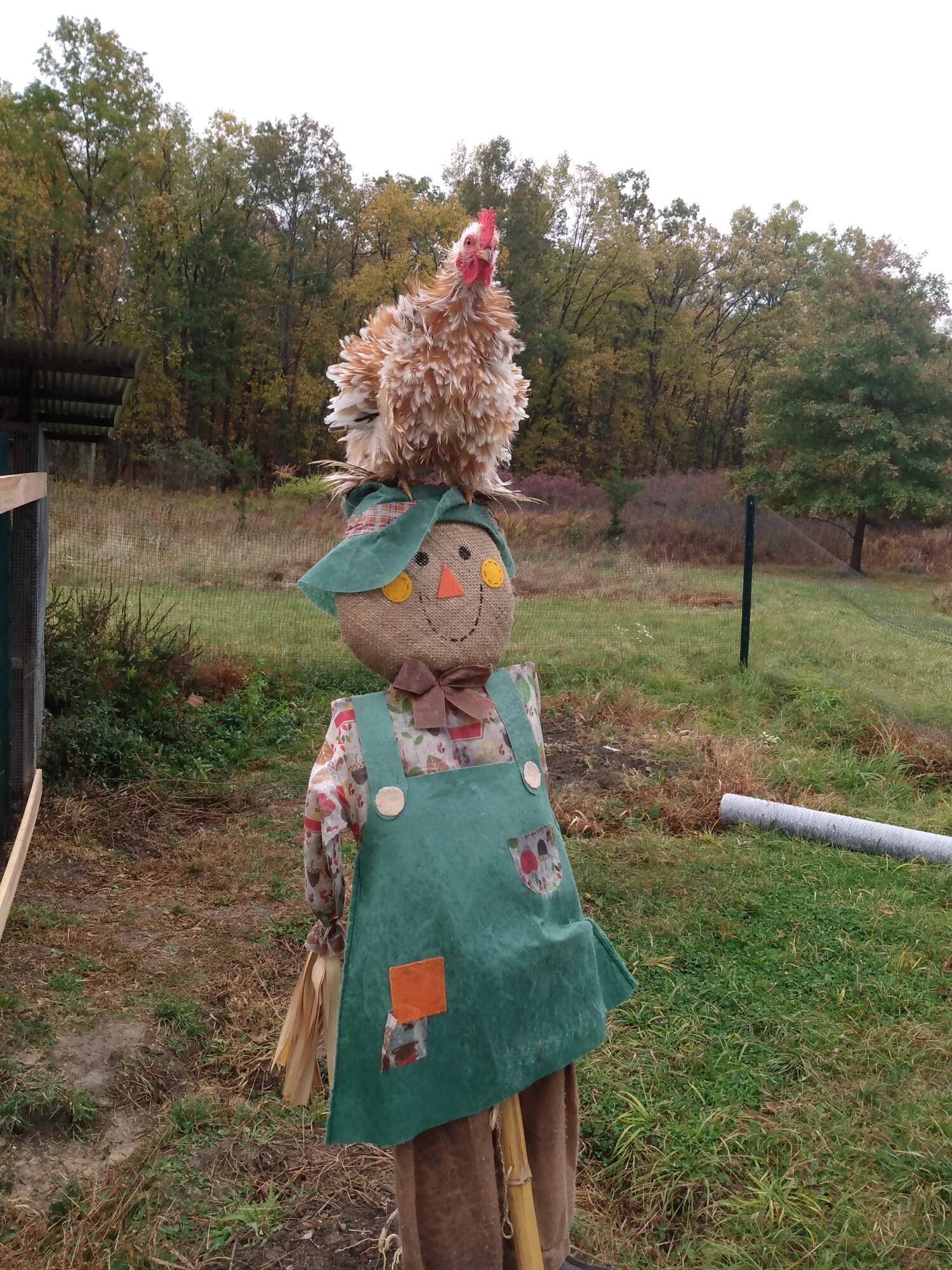 Papaya on a scarecrow