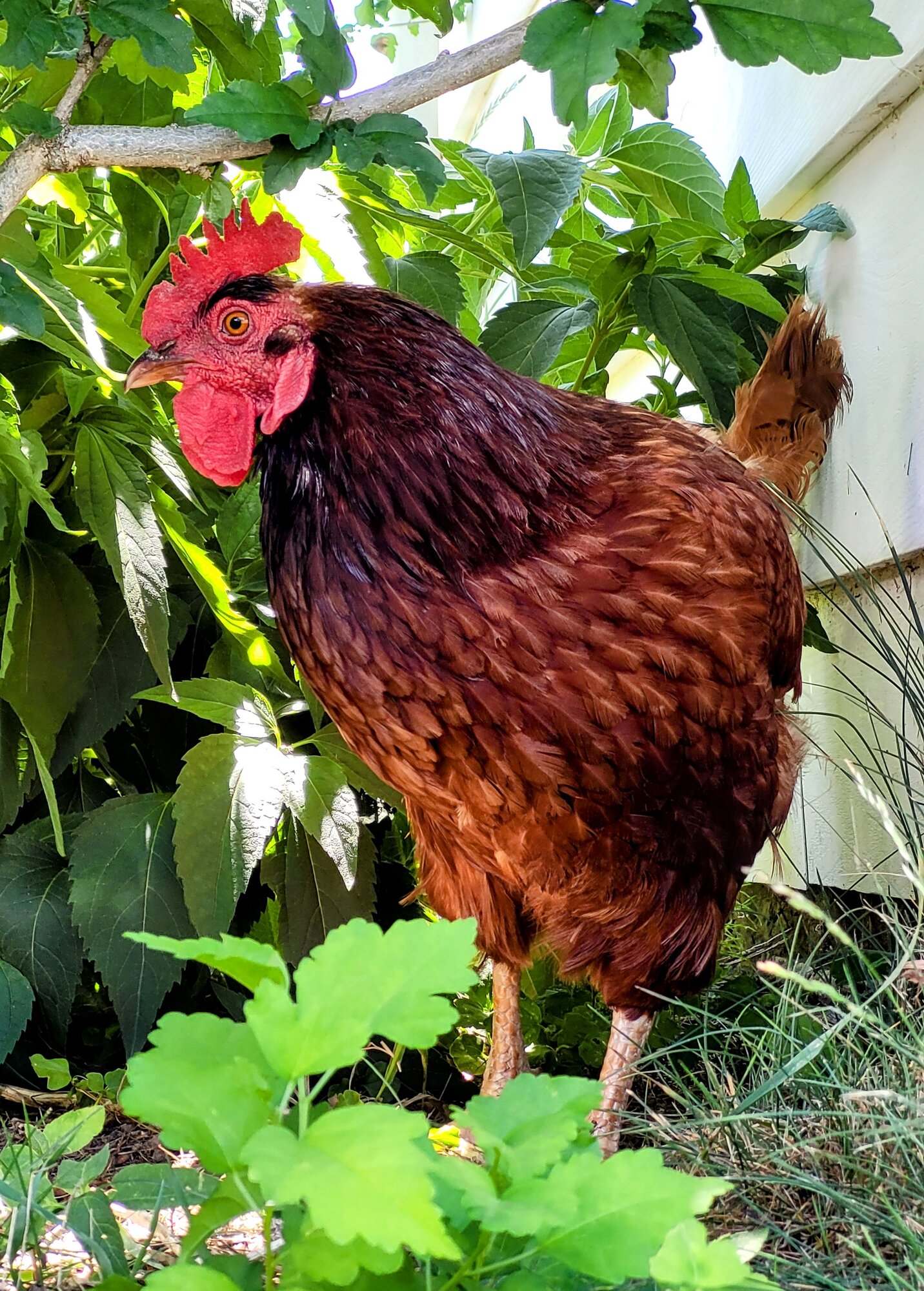 Paprika