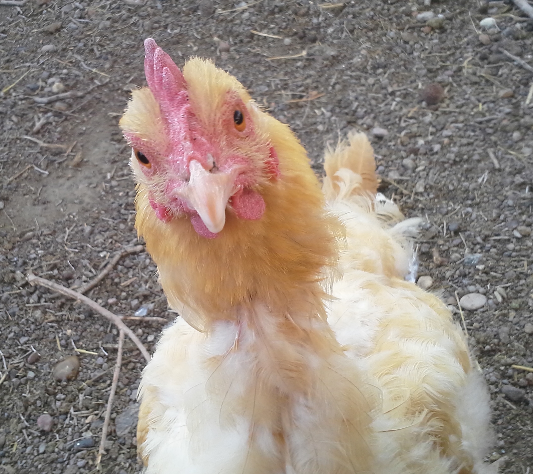 Pardon me, would you happen to have any Grey Poupon?