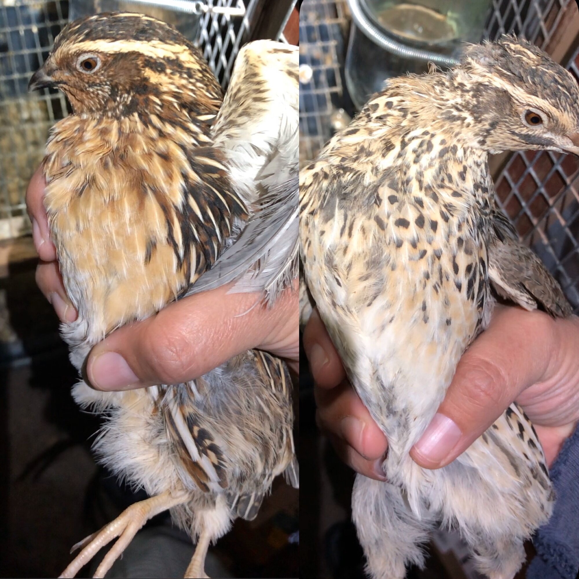 Coturnix quail male vs female
