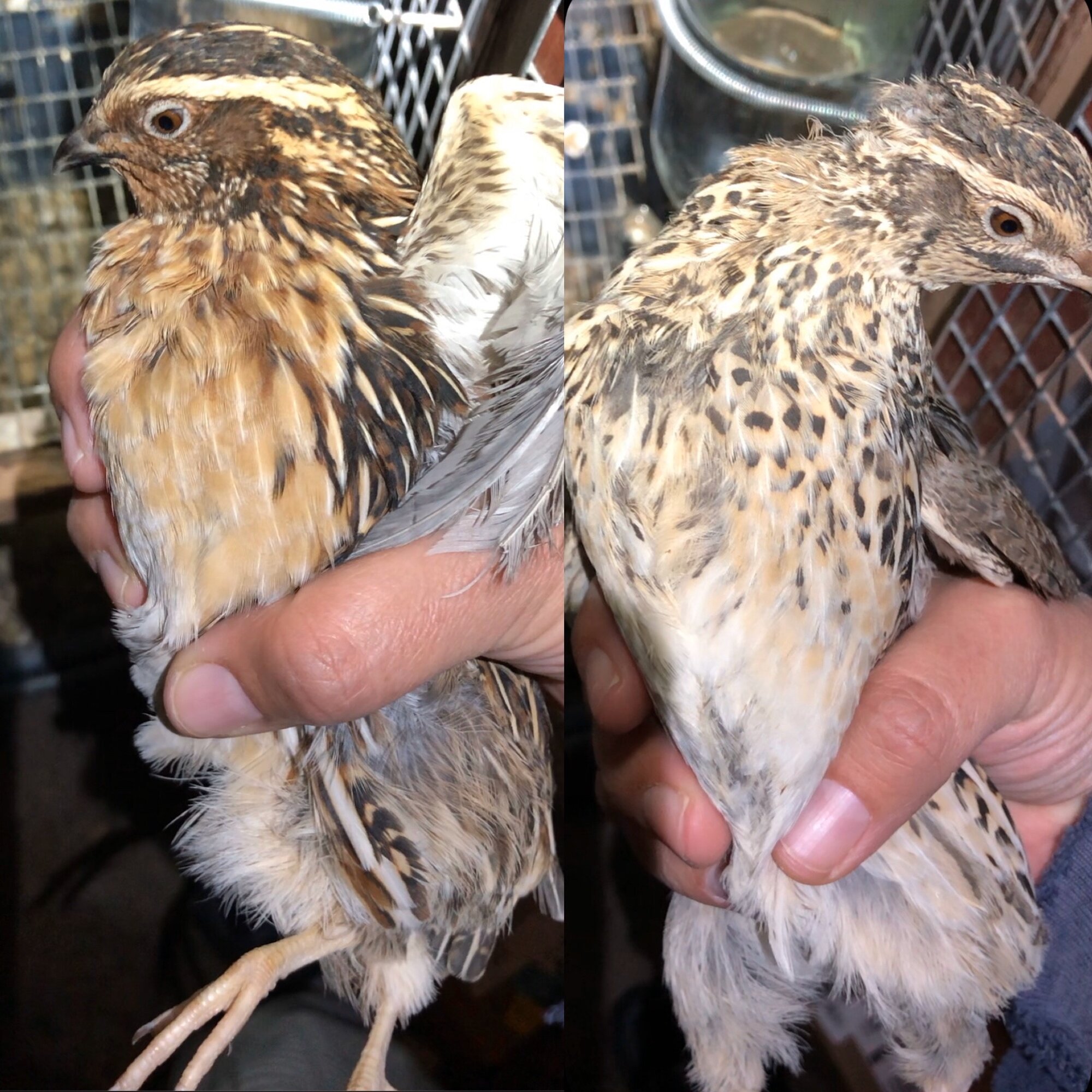 Parent Quail