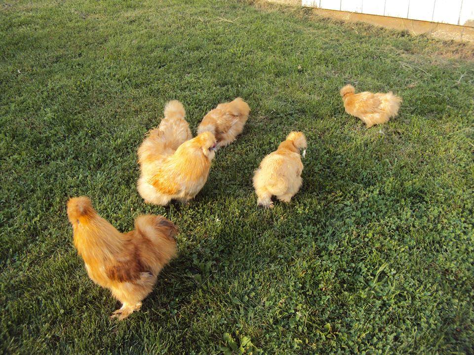 *
parent stock of buff silkie from catdance and godina