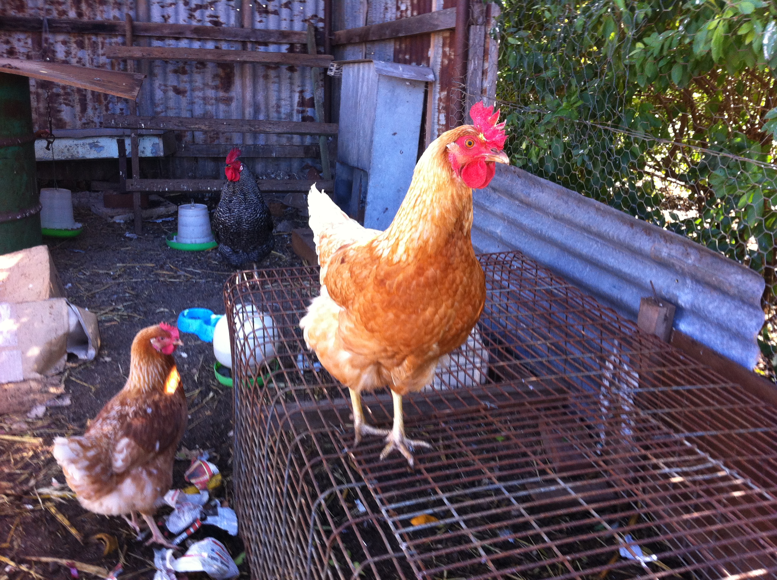 Parent's hen.