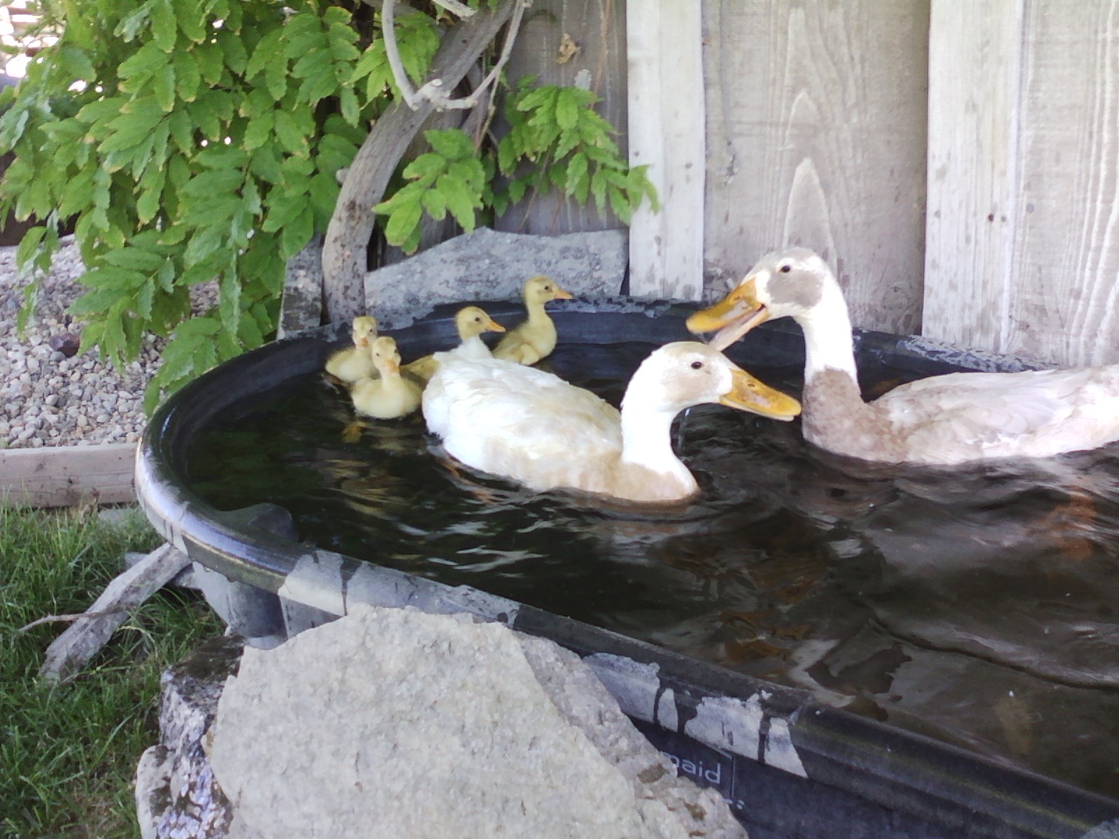 Parents taking their babies for their first swim.
