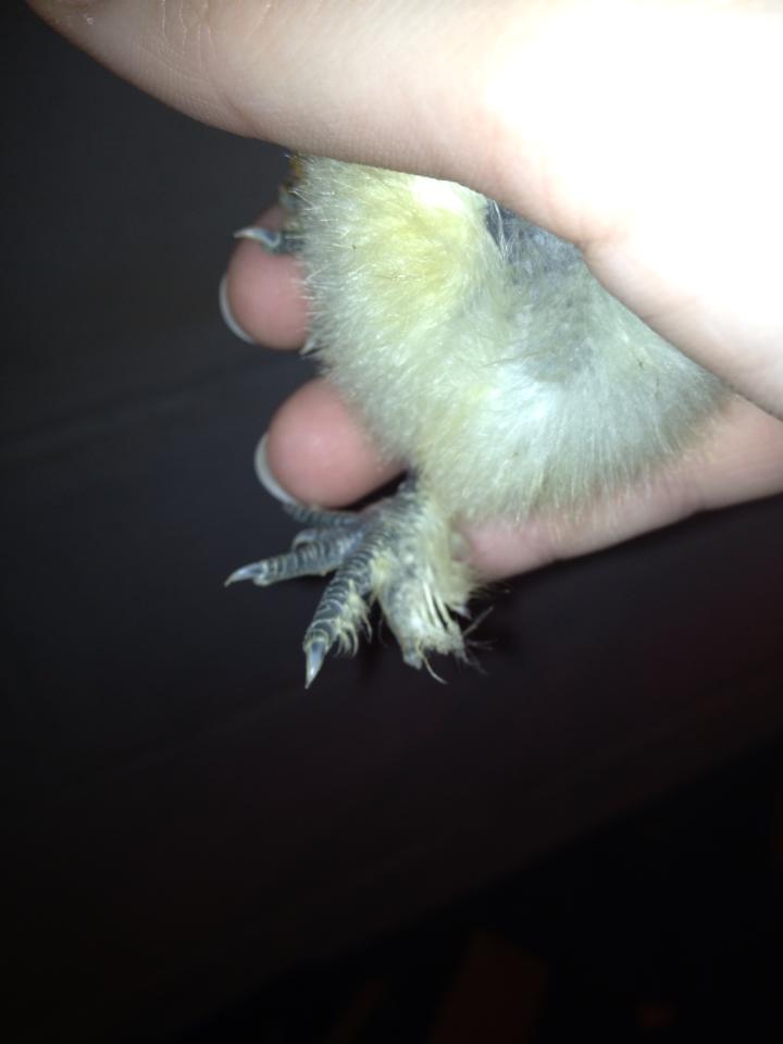 Parmesan's feet are getting fuzzy!
